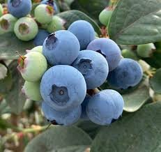 Frische Heidelbeeren