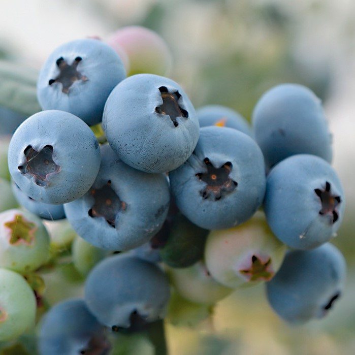 Frische Heidelbeeren
