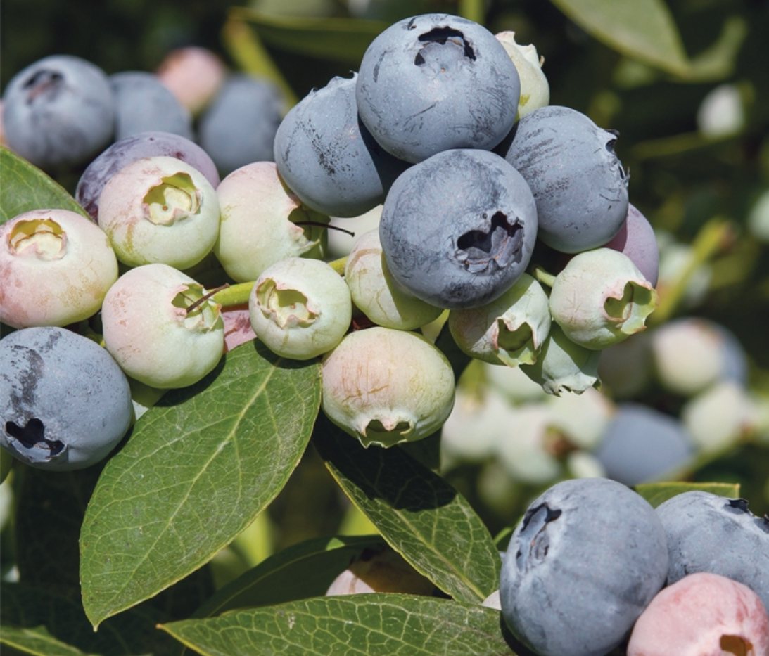 Frische Heidelbeeren