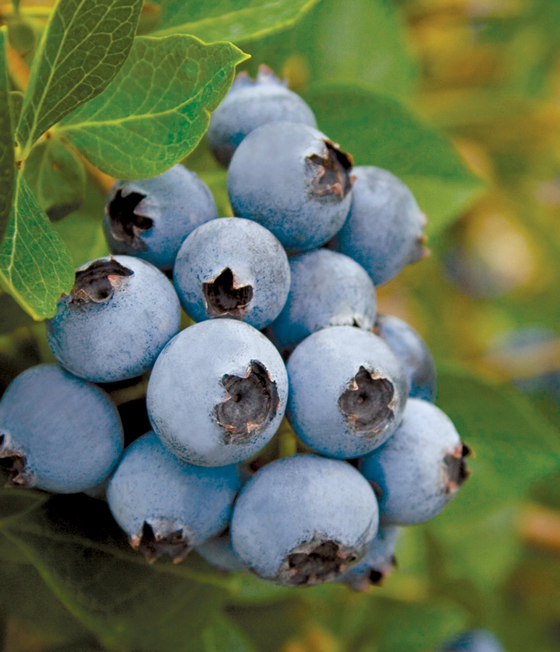 Frische Heidelbeeren