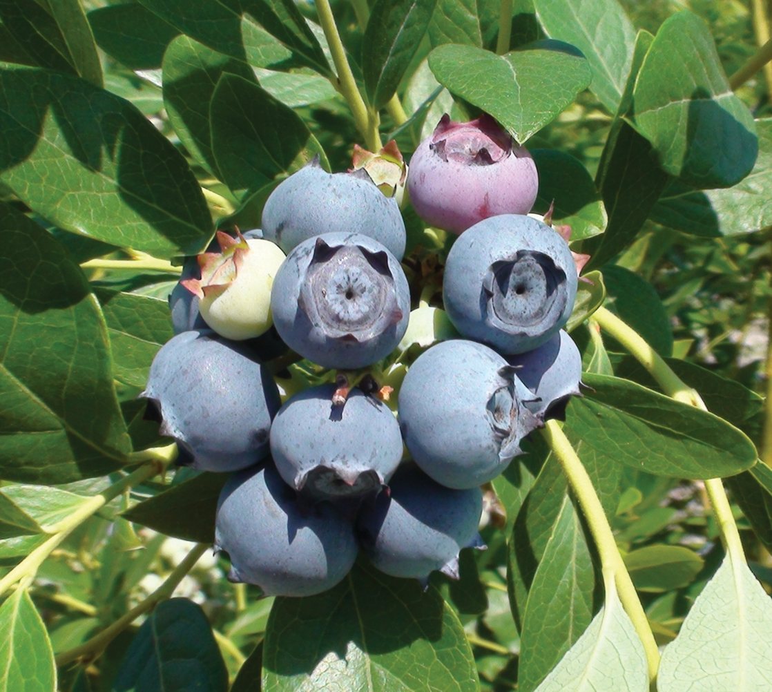 Frische Heidelbeeren