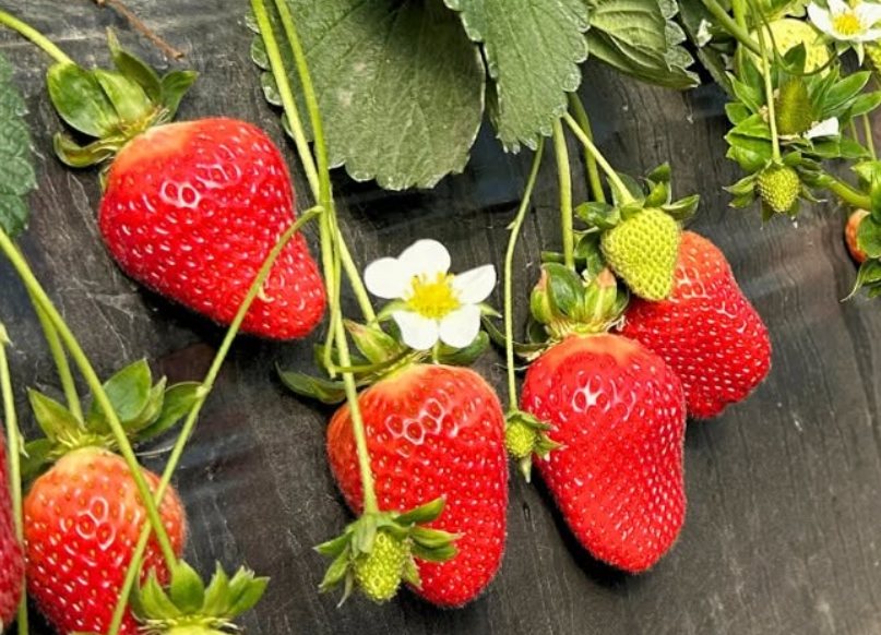 Fresas frescas — variedad Cleopatra