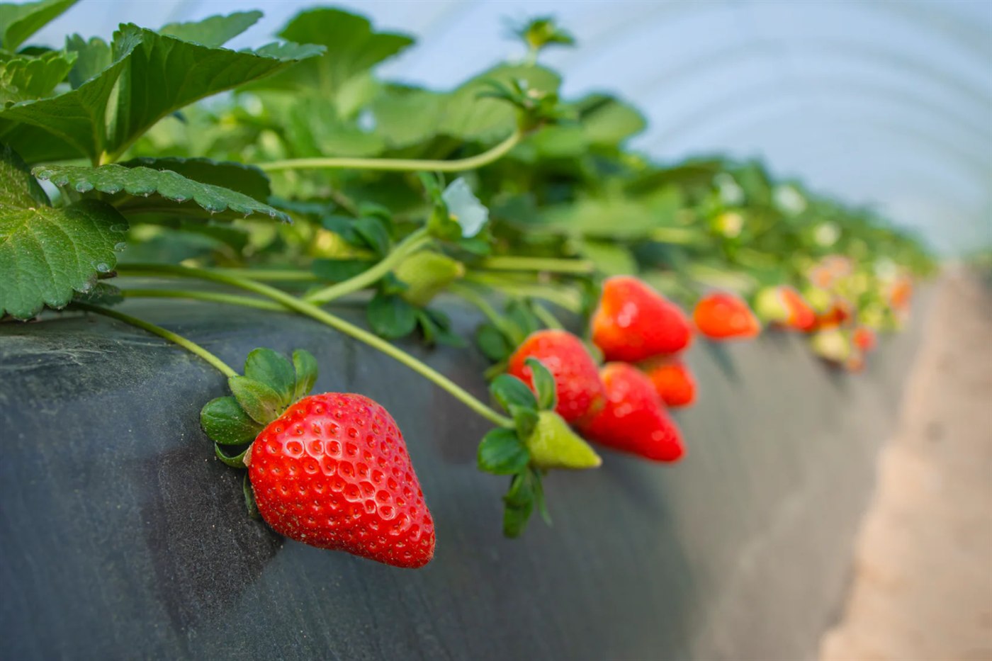 Fresas frescas — variedad Felicity