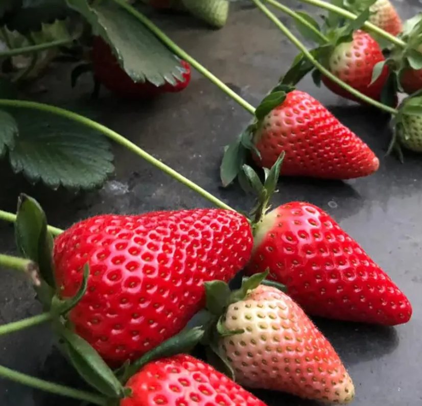 Fresas frescas — variedad Inspire