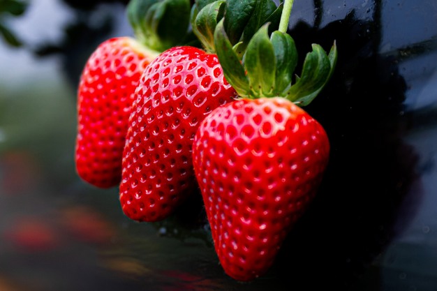 Fresas frescas — variedad Red Samantha