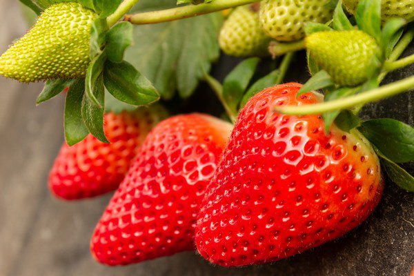 Fresas frescas — variedad RedSayra